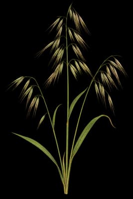 weedy brome botanical artwork