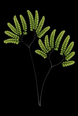 Aleutian maidenhair botanical artwork
