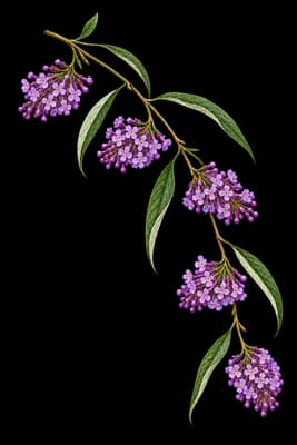 fountain butterflybush botanical artwork
