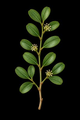 littleleaf boxwood botanical artwork