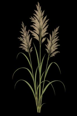 feather reed grass botanical artwork