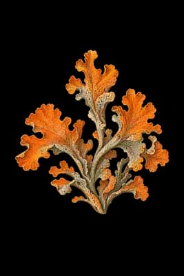 orange lichen botanical illustration