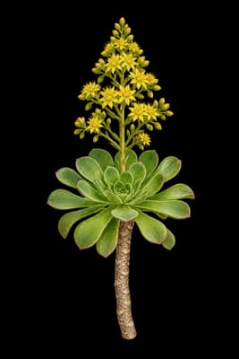 tree aenium botanical artwork
