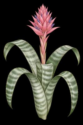 livingvase botanical artwork