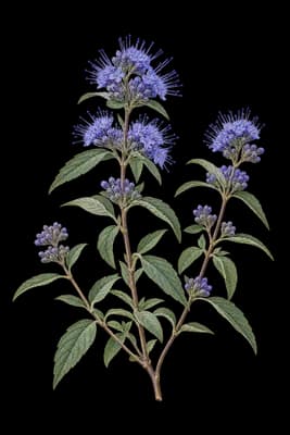 caryopteris botanical artwork