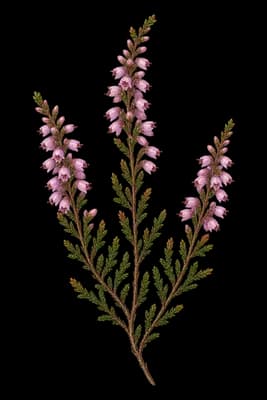 heather botanical artwork
