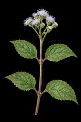 tropical whiteweed botanical artwork