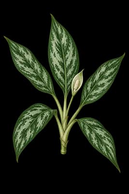 Philippine evergreen botanical artwork