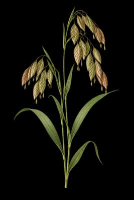 woodoats botanical artwork
