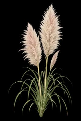 pampas grass botanical artwork