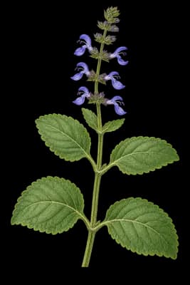 coleus botanical artwork