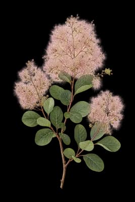 European smoketree botanical artwork