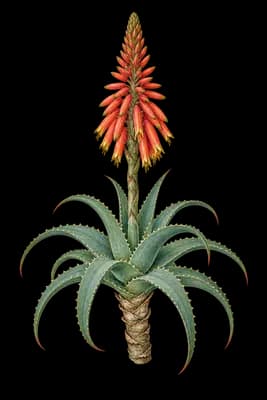 candelabra aloe botanical artwork