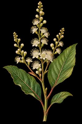 Alabama croton botanical artwork