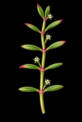 water pygmyweed botanical artwork