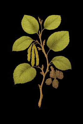 Italian alder botanical artwork