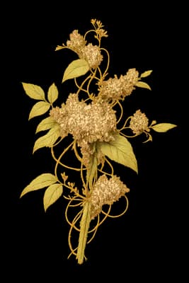 American dodder botanical artwork
