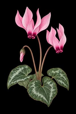 cyclamen botanical artwork