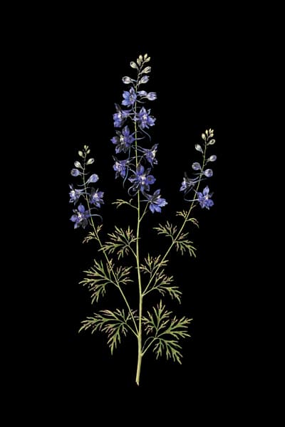 Colorado larkspur botanical artwork