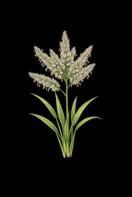 African couchgrass botanical illustration