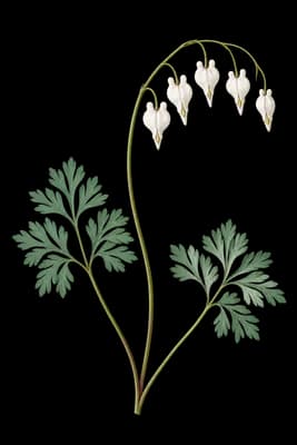 squirrel corn botanical artwork