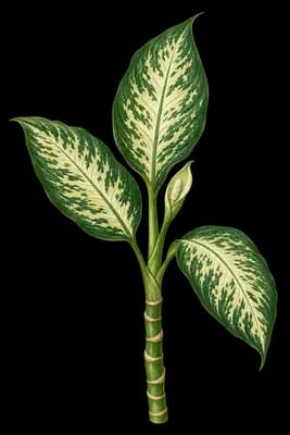 dieffenbachia botanical artwork
