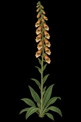 rusty foxglove botanical artwork