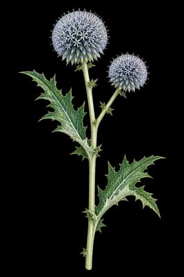 tall globethistle botanical artwork