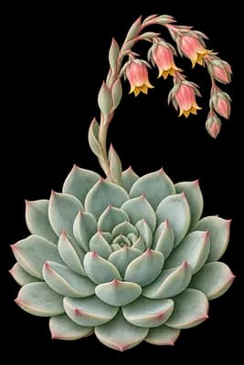 echeveria botanical artwork