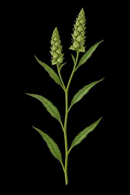 greenstripe botanical artwork