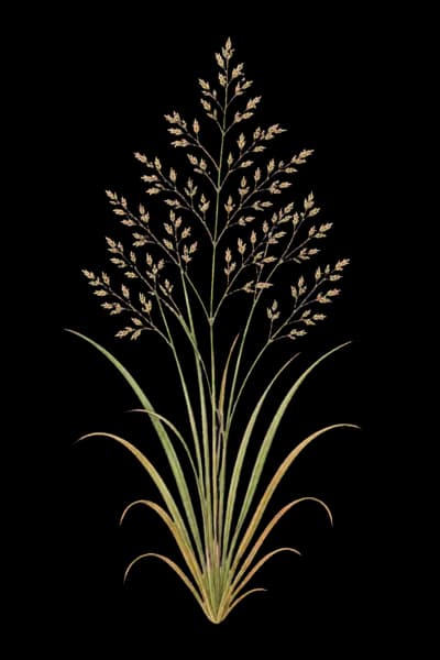 Mandan ricegrass botanical artwork