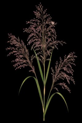 lovegrass botanical artwork