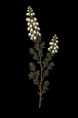 briar root botanical artwork