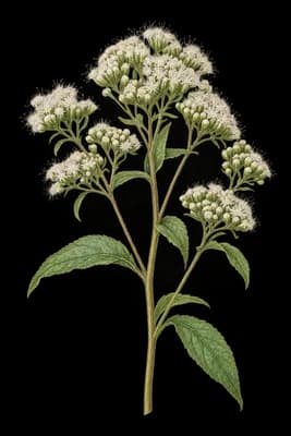 common boneset botanical artwork