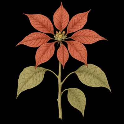 poinsettia botanical artwork