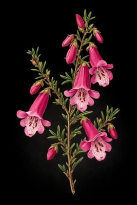 fabiana botanical artwork