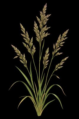 tufted fescue botanical artwork
