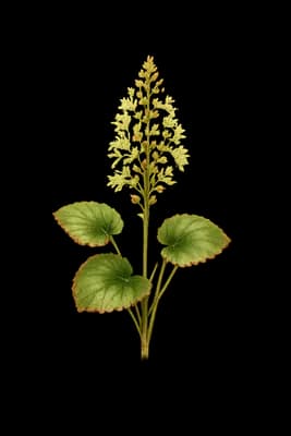galax botanical artwork