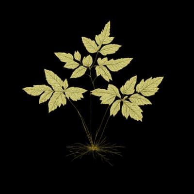 Appalachian oakfern botanical artwork