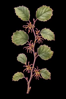 witchhazel botanical artwork