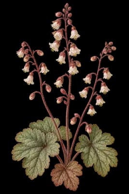 San Gabriel alumroot botanical illustration