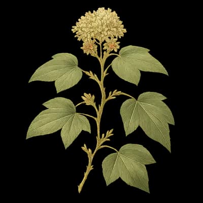 colchis ivy botanical artwork