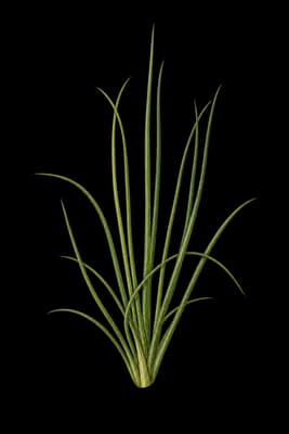 Acadian quillwort botanical illustration