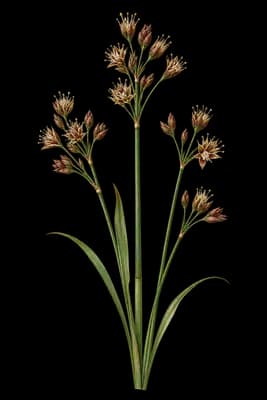annual rush botanical artwork