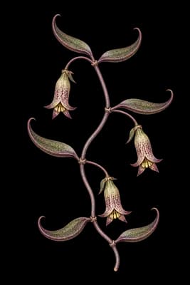 Beauverd's widow's-thrill botanical artwork