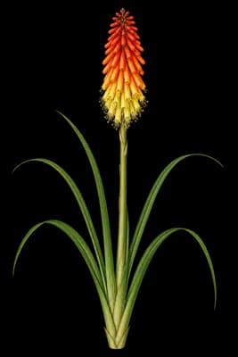 redhot poker botanical artwork