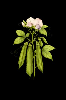 angled pea botanical artwork
