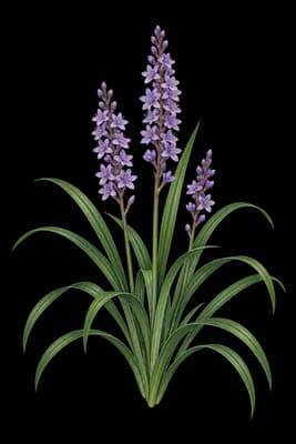 lilyturf botanical artwork