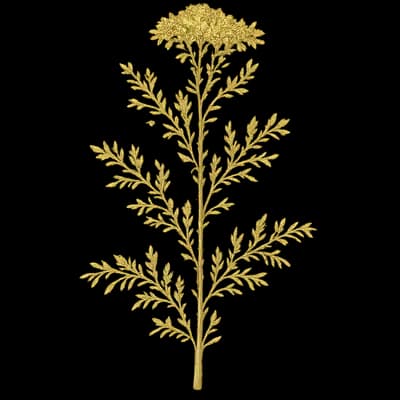 southernwood botanical artwork