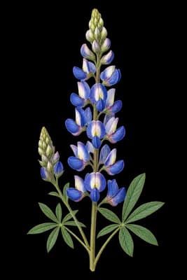 Abrams' lupine botanical illustration